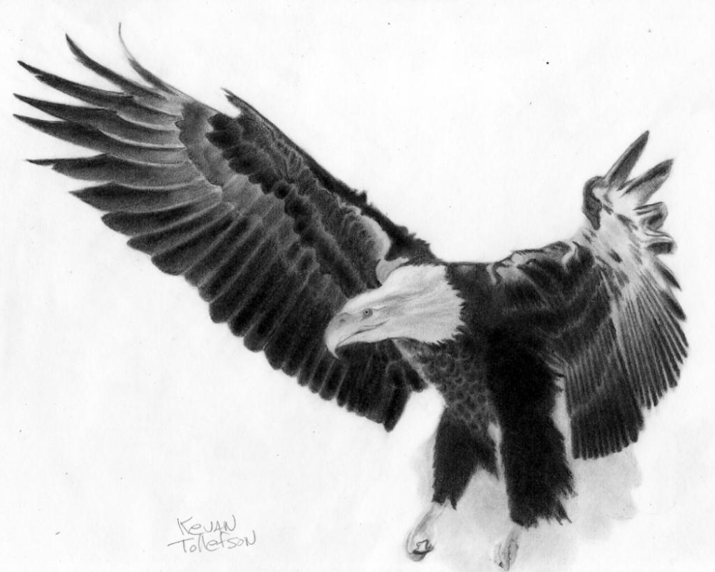 1024x819 Flying Eagle Sketch Eagle Flying Pencil Sketch Pencil Drawings Of - Flying Eagle Pencil Sketch