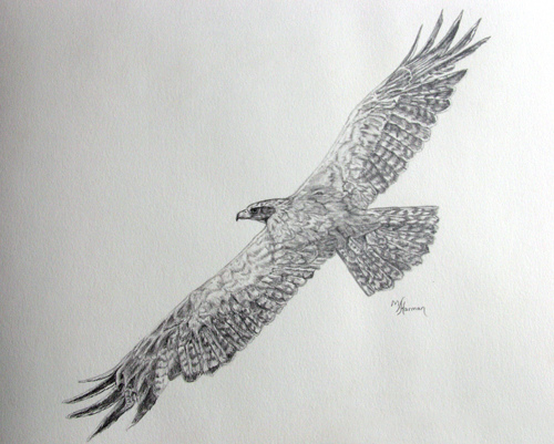 500x401 Flying Eagle Pencil Sketch Golden Eagle Pencil Sketch By - Flying Eagle Pencil Sketch