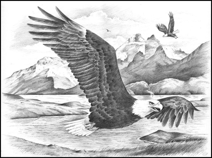 700x523 Pencil By Number Kits - Flying Eagle Pencil Sketch