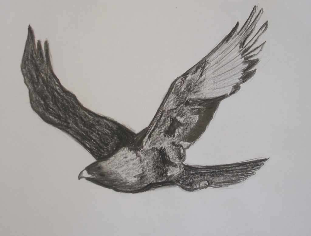 1024x778 Pencil Drawings Of Eagles In Flight Pin Flying Eagle Pencil - Flying Eagle Pencil Sketch