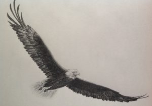 300x210 Pencil Sketching Of Eagles Flying Eagle Pencil Drawing At - Flying Eagle Pencil Sketch