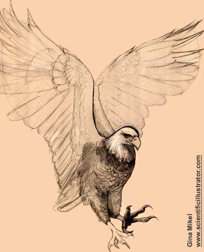 400x494 Bald Eagle Flying, Pencil Study, Gina Mikel Scientific - Flying Eagle Pencil Sketch