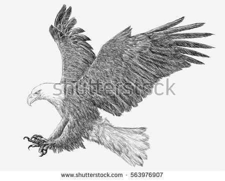 Flying Eagle Sketch