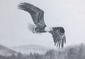 300x210 Flying Eagle Sketch Eagle Flying Pencil Sketch Pictures Eagle - Flying Eagle Sketch