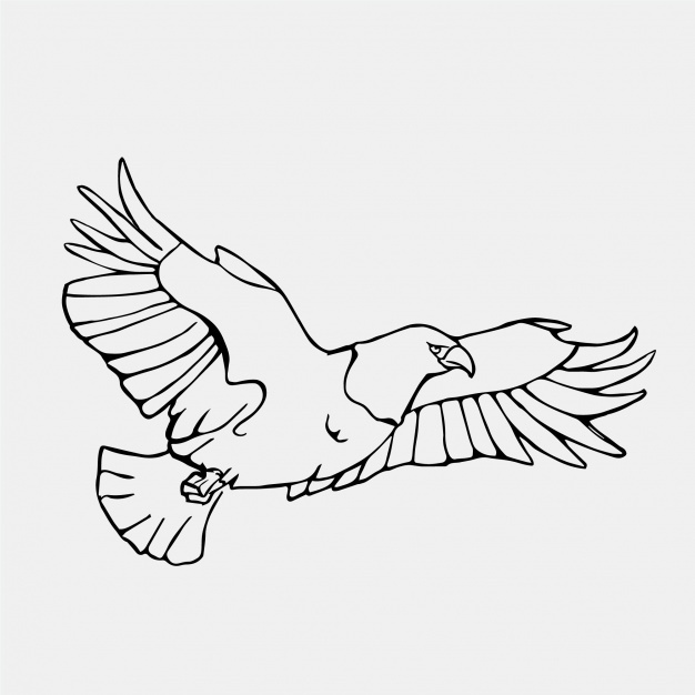 626x626 Flying Eagle Vectors, Photos And Psd Files Free Download - Flying Eagle Sketch