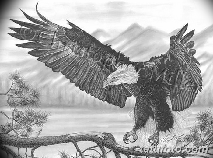 700x519 Flying Eagle Sketch - Flying Eagle Sketch