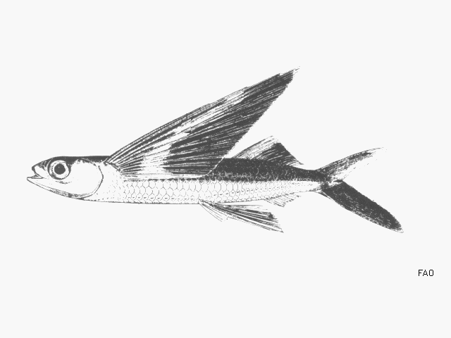 640x480 Fish Identification - Flying Fish Sketch