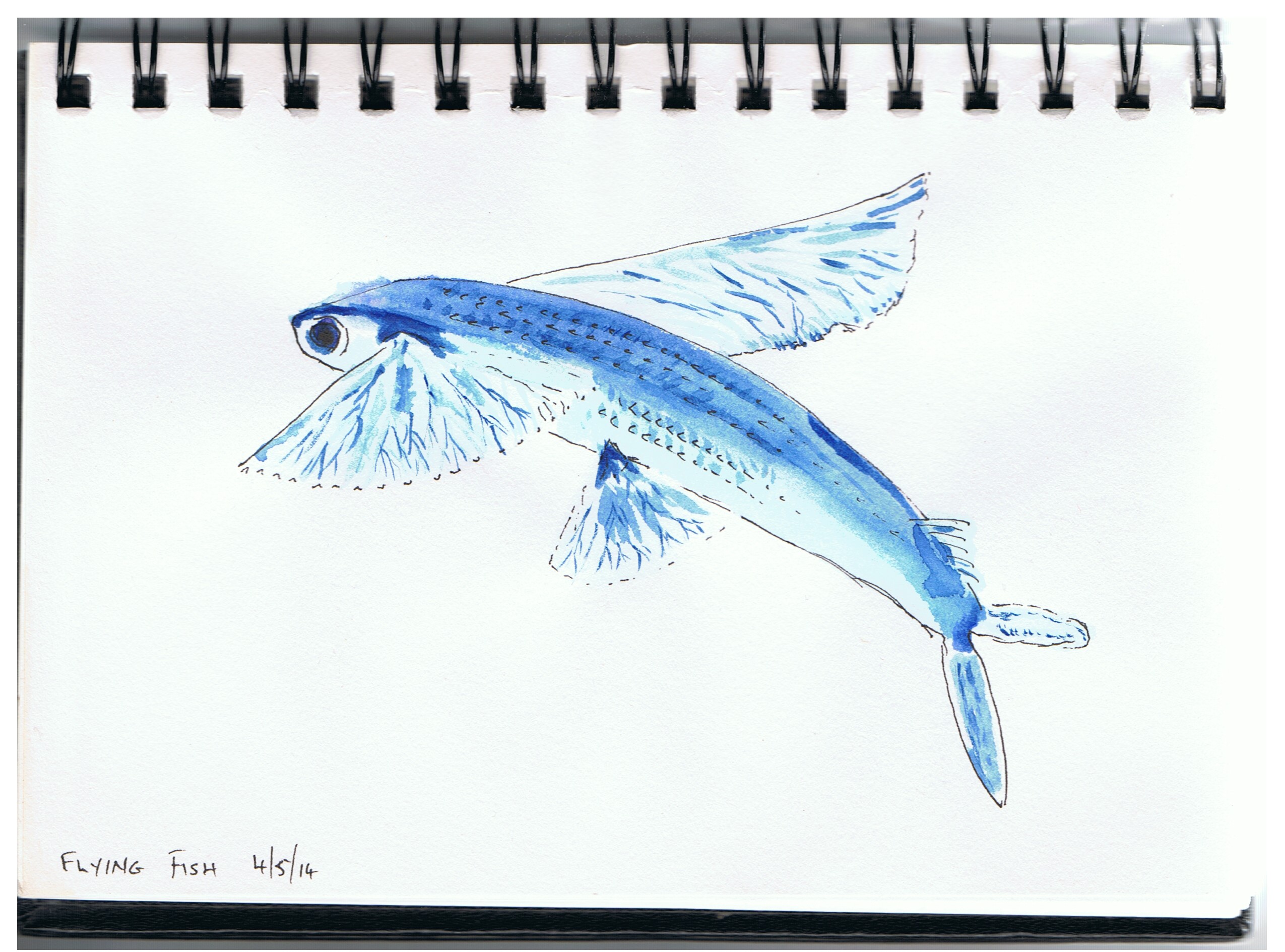 2550x1889 Flying Fish The View From Woodyhill - Flying Fish Sketch