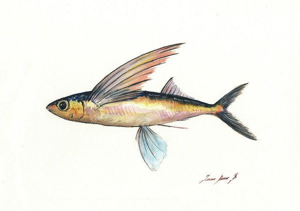 599x422 Flying Fish Art Print By Juan Bosco - Flying Fish Sketch