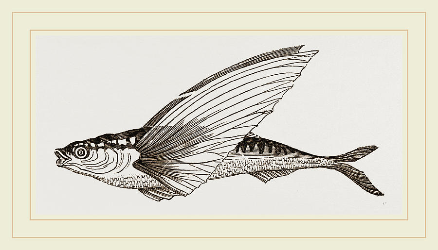 900x515 Flying Fish Drawing By Litz Collection - Flying Fish Sketch