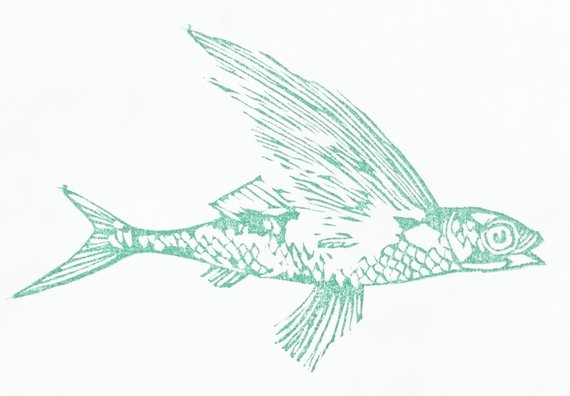 570x396 Flying Fish Stamp Flying Fish Hand Carved Stamp Flying Fish Etsy - Flying Fish Sketch