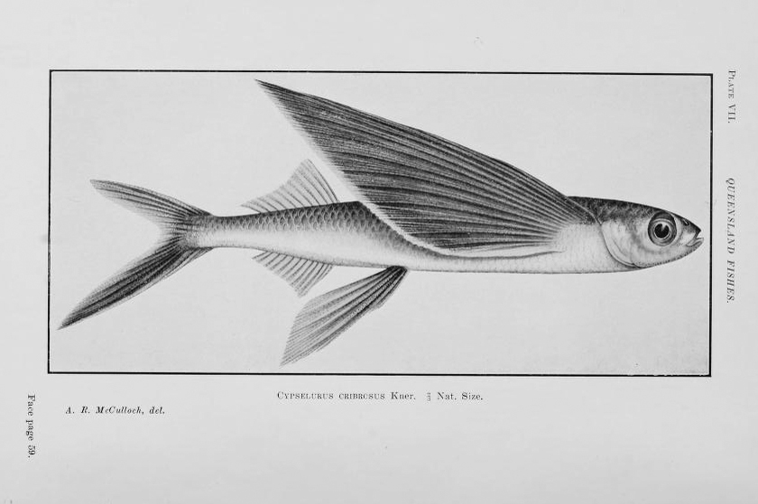 840x559 Hirundichthys Rufipinnis - Flying Fish Sketch