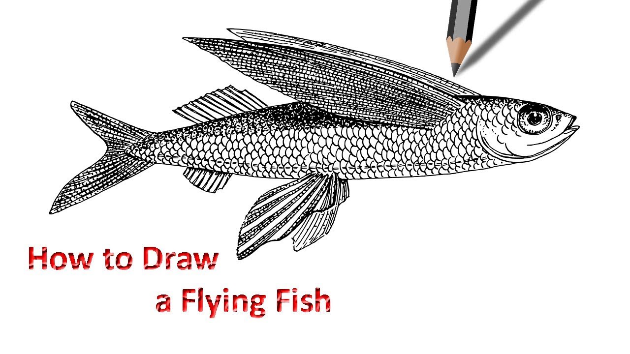 1280x720 How To Draw A Flying Fish Step By Step Drawing - Flying Fish Sketch