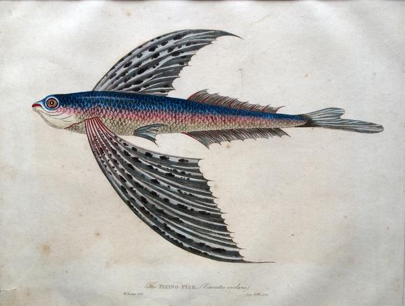 580x438 James Forbes - Flying Fish Sketch