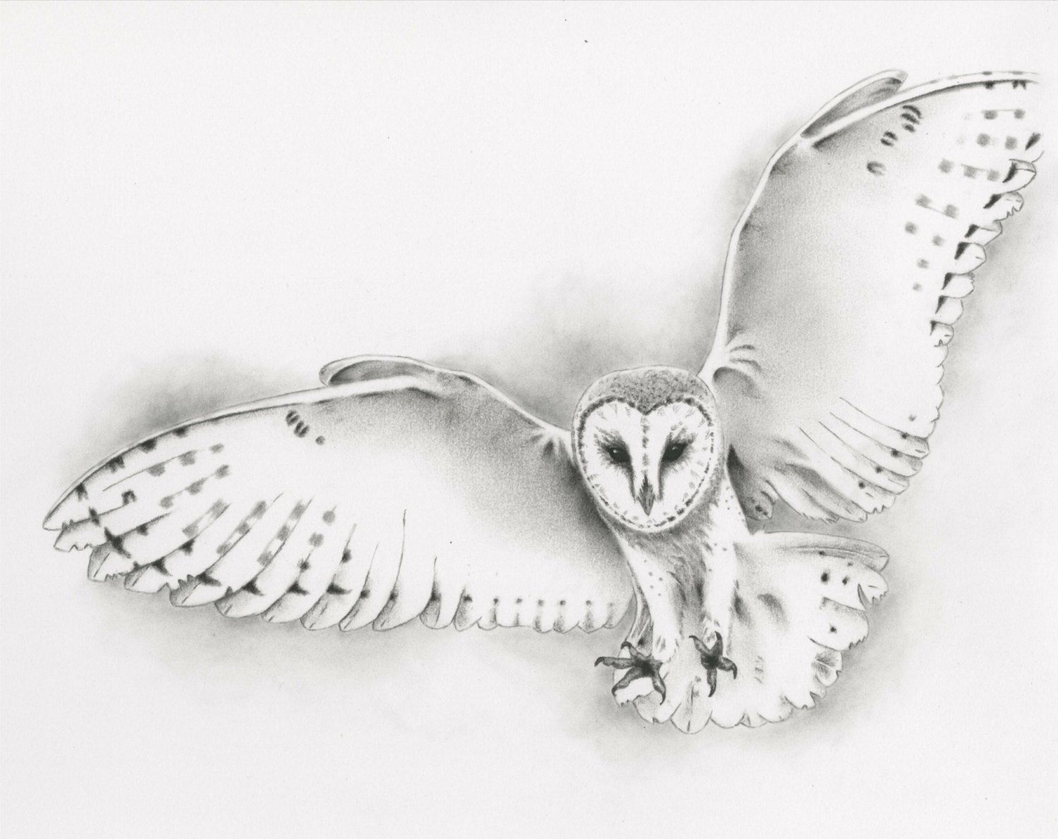 1500x1189 Flying Barn Owl Giclee Print Pencil And Charcoal Owl - Flying Owl Sketch