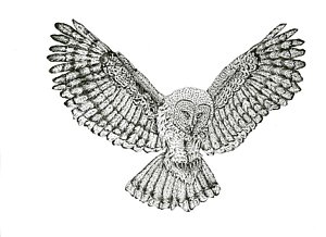 300x218 Grey Owl Drawings Fine Art America - Flying Owl Sketch
