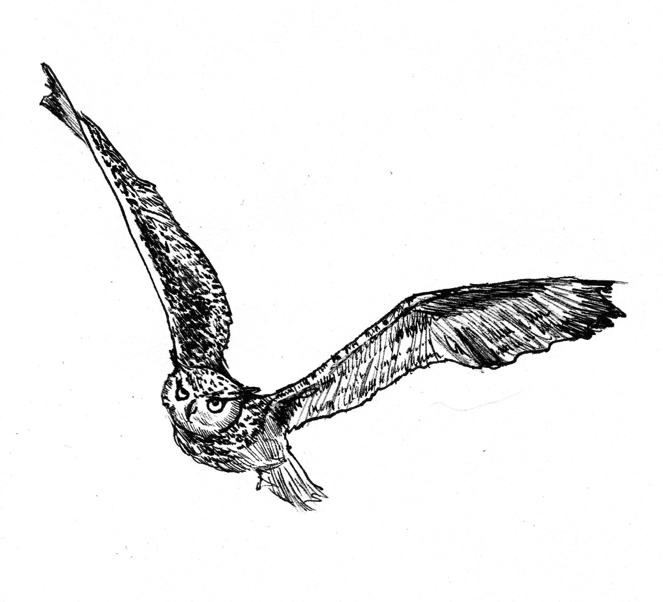 Flying Owl Sketch at Explore collection of Flying