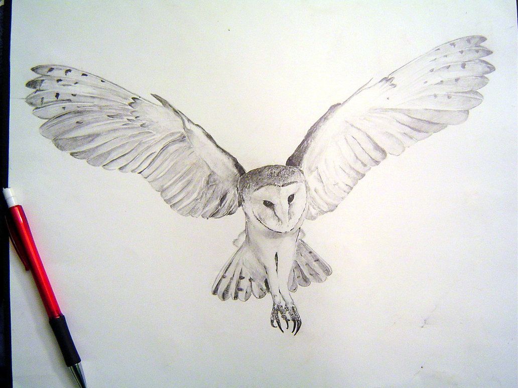 1032x774 Owl Drawings Barn Owl Tight Render By ~tophoid - Flying Owl Sketch