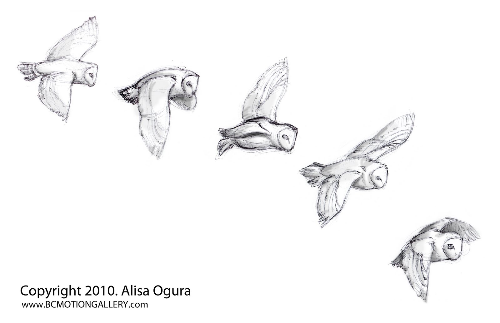 1600x1035 Red Bean Art Motion Studies...owl - Flying Owl Sketch