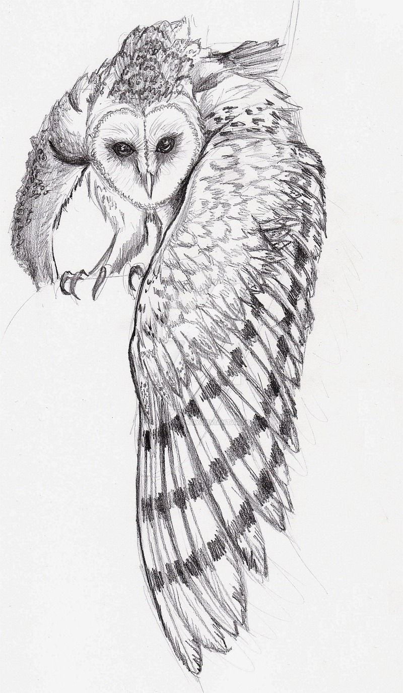Barn Owl Sketch By Tokyoshorty - Flying Owl Sketch. 