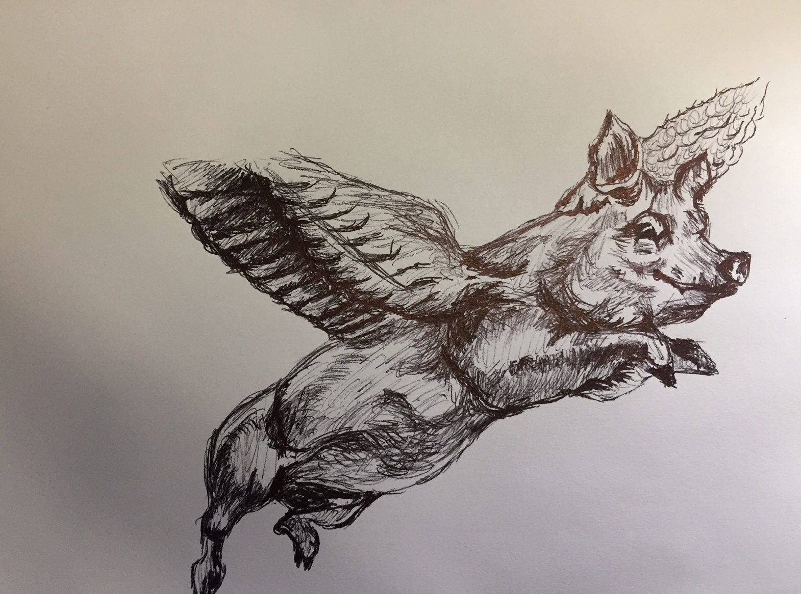 1570x1166 Flying Pig Wanderlust Pig - Flying Pig Sketch