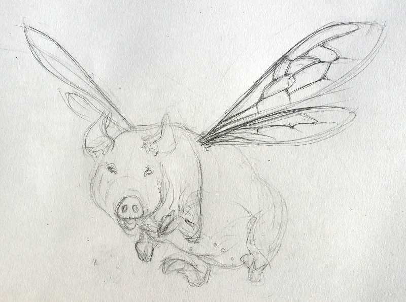 800x595 How Pigs Fly Art By Nancy Farmer - Flying Pig Sketch