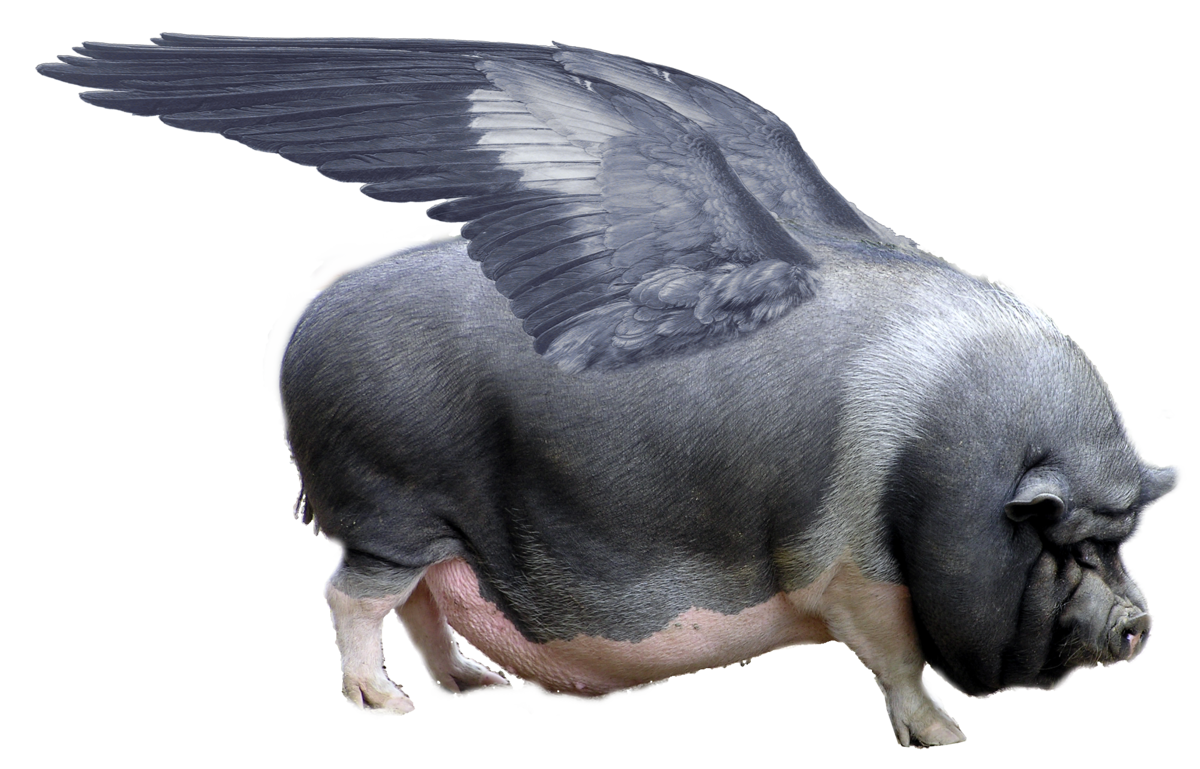 1200x769 When Pigs Fly - Flying Pig Sketch