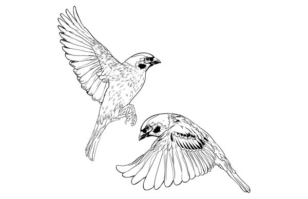 600x388 Flying Sparrows By Jessica Buchanan, Via Behance Artistic Eye - Flying Sparrow Sketch