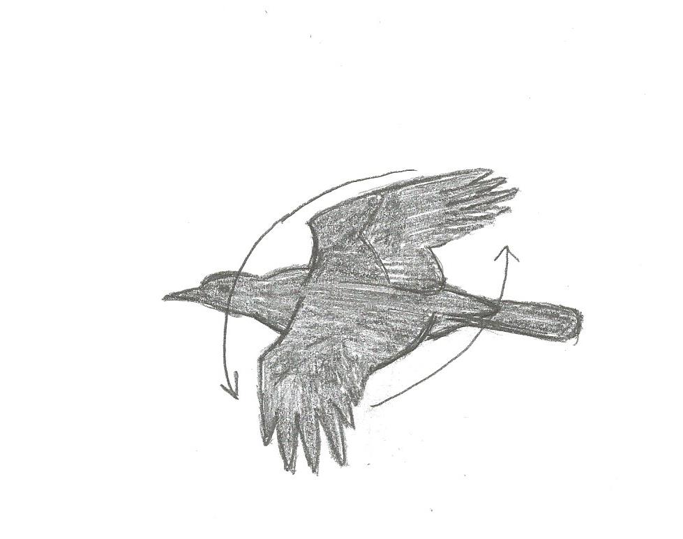 979x773 Greg In San Diego How To Identify Birds In Flight - Flying Sparrow Sketch