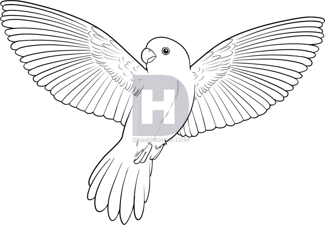 1040x720 How To Draw A Flying Bird, How To Draw A Bird, Step By Step - Flying Sparrow Sketch