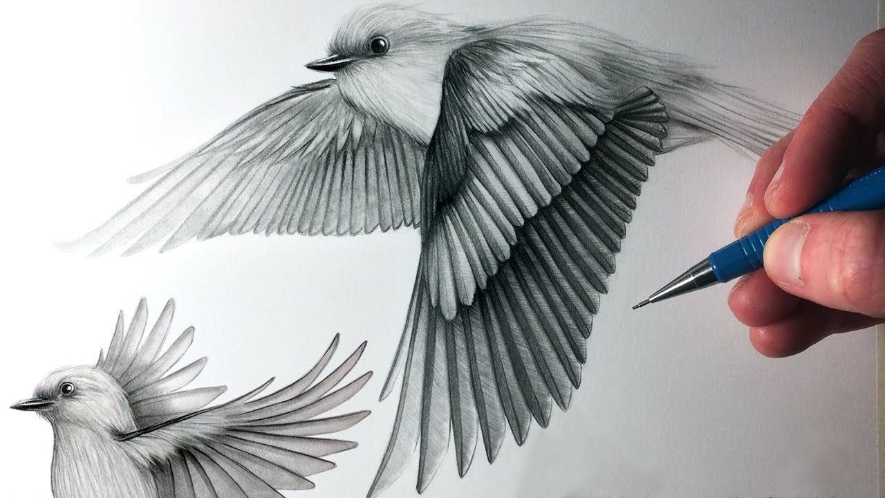 Flying Sparrow Sketch at Explore collection of