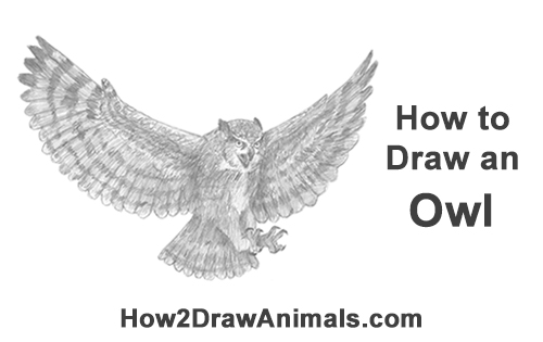 500x315 How To Draw An Owl (Great Horned) Flying - Flying Sparrow Sketch