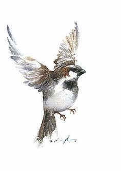 236x334 Sparrow Drawing, Step 5 Watercolor Drawings - Flying Sparrow Sketch
