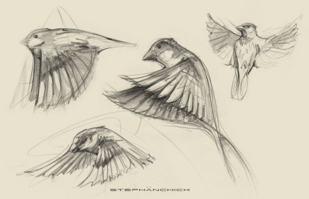 618x399 Sparrow Drawing Flying Art Inspiration And Reference - Flying Sparrow Sketch
