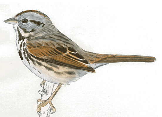 552x400 Drawing Birds Tutorial - Flying Sparrow Sketch