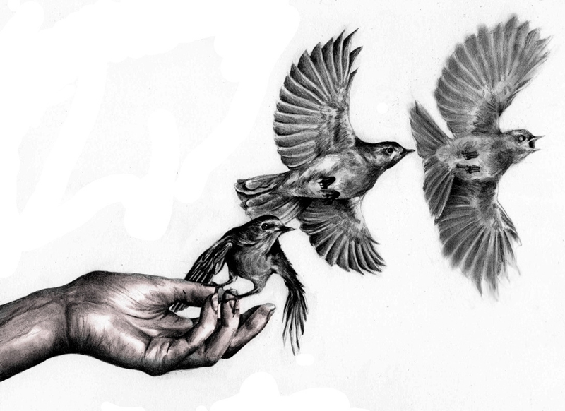 800x582 Drawn Sparrow In Flight 22 - Flying Sparrow Sketch