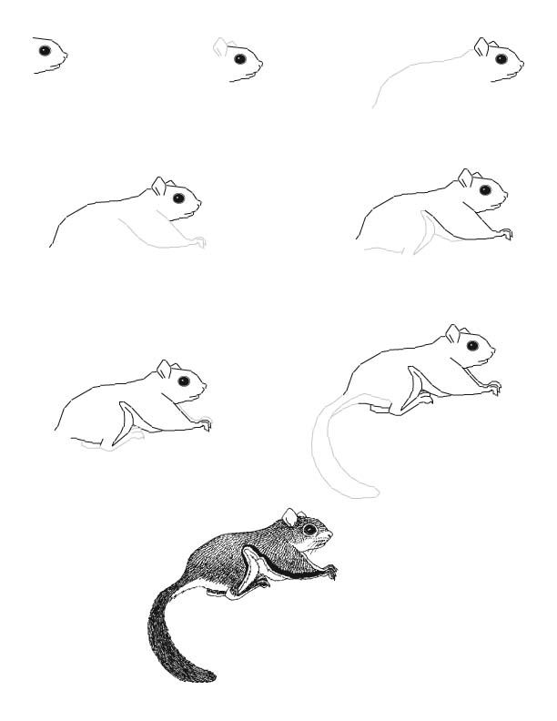 Flying Squirrel Sketch