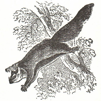 350x350 Flying Squirrel Facts Lesson For Kids - Flying Squirrel Sketch