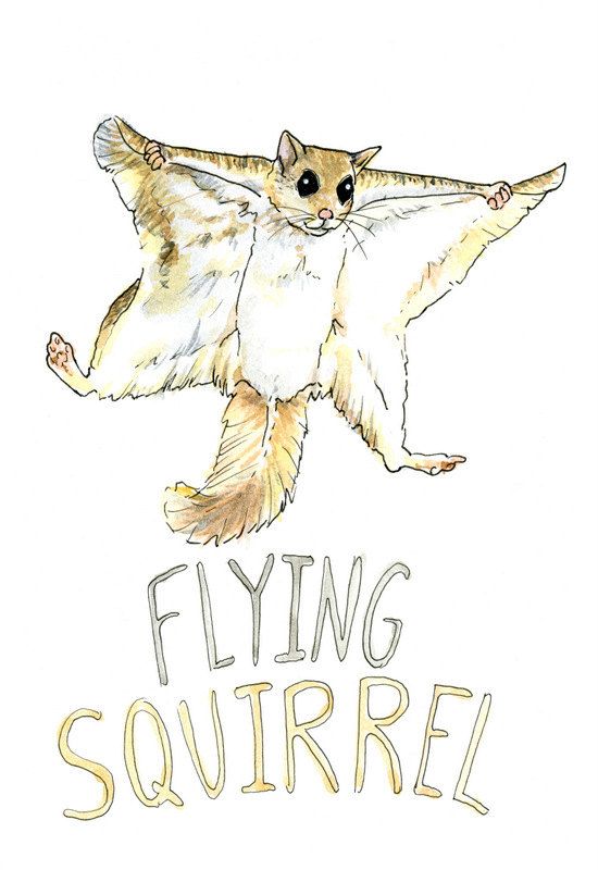 550x800 Flying Squirrel Print - Flying Squirrel Sketch