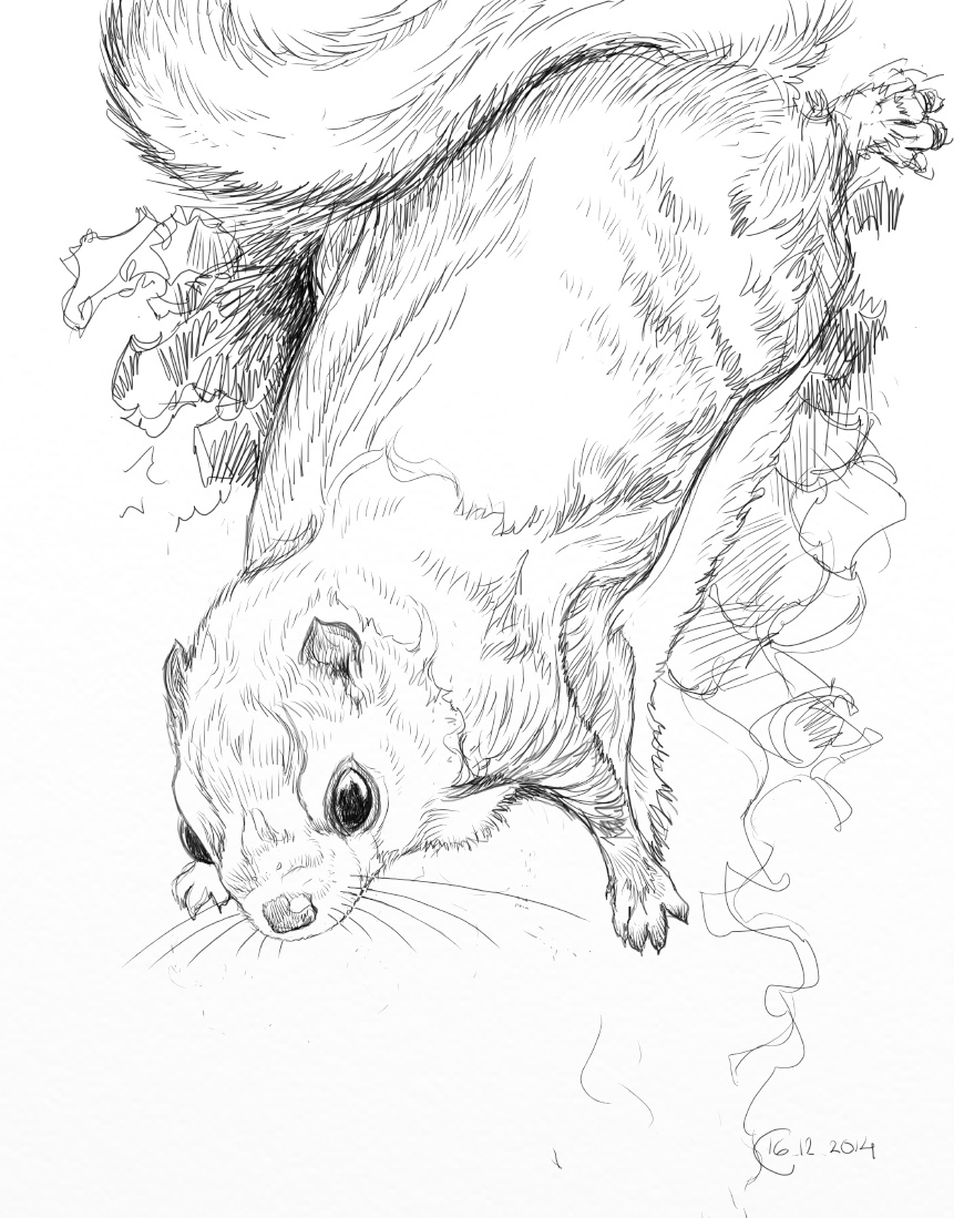 861x1099 Flying Squirrel Sketch - Flying Squirrel Sketch