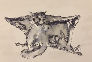 320x216 Flying Squirrel - Flying Squirrel Sketch