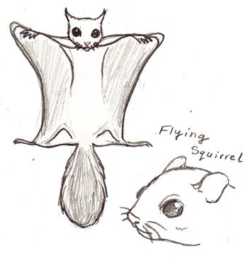 350x364 Flying Squirrel Sketch Artwork Amp Drawing Squirrel - Flying Squirrel Sketch