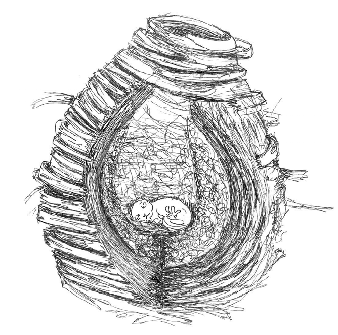 668x662 A Schematized Drawing Of The Reshaped Southern Flying Squirrel - Flying Squirrel Sketch