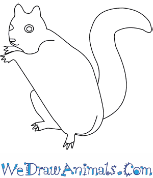300x350 How To Draw A Northern Flying Squirrel - Flying Squirrel Sketch