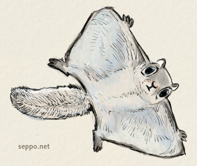 640x539 Mammals - Flying Squirrel Sketch