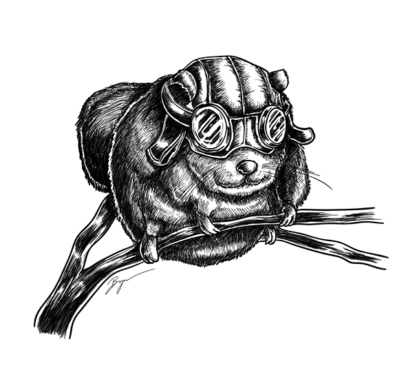 600x537 Momonga The Flying Squirrel On Behance - Flying Squirrel Sketch