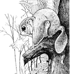 276x290 Northern Flying Squirrel Natural History Notebooks - Flying Squirrel Sketch