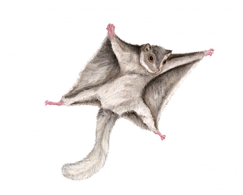 799x640 Analysis Of Flying Squirrel In The Air 3d Cad Model Library - Flying Squirrel Sketch