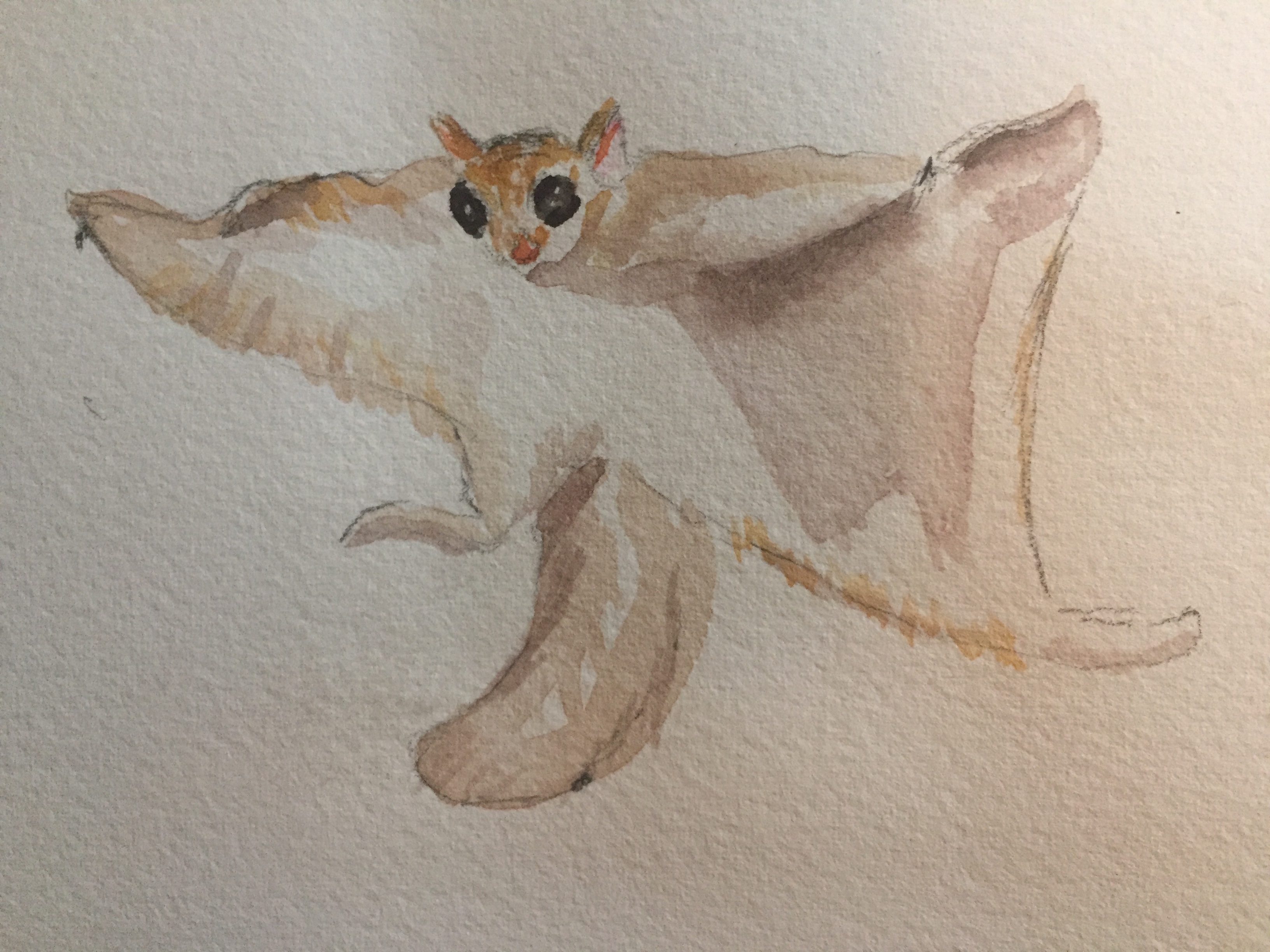3264x2448 Flying Squirrel Sketch Le Robin Art - Flying Squirrel Sketch