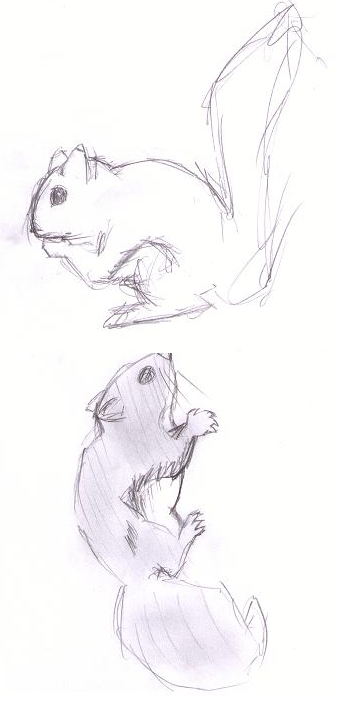 338x703 Flying Squirrel Sketch 1 By Tulp - Flying Squirrel Sketch